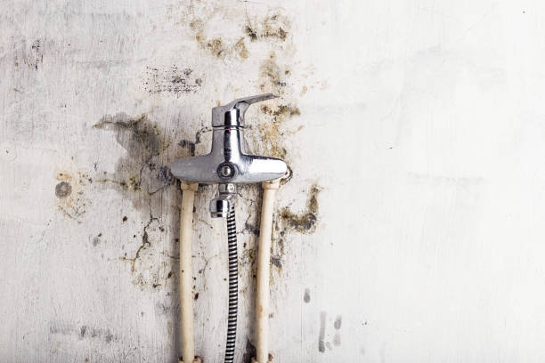 Best Certified Mold Removal  in Alexandria, LA
