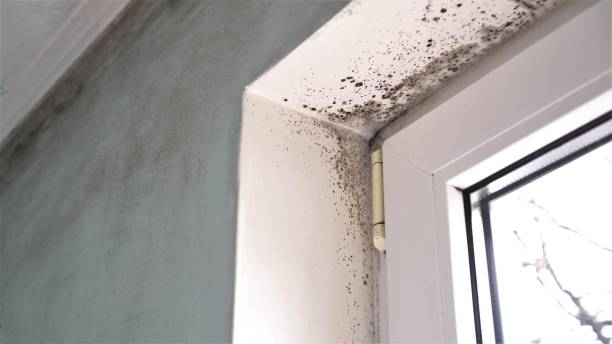 Best Attic Mold Removal  in Alexandria, LA