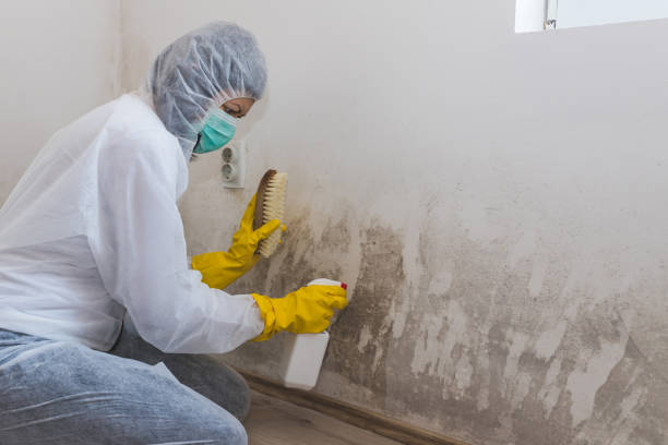 Crawl Space Mold Removal in Alexandria, LA