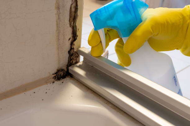 Trusted Alexandria, LA Mold Removal Experts
